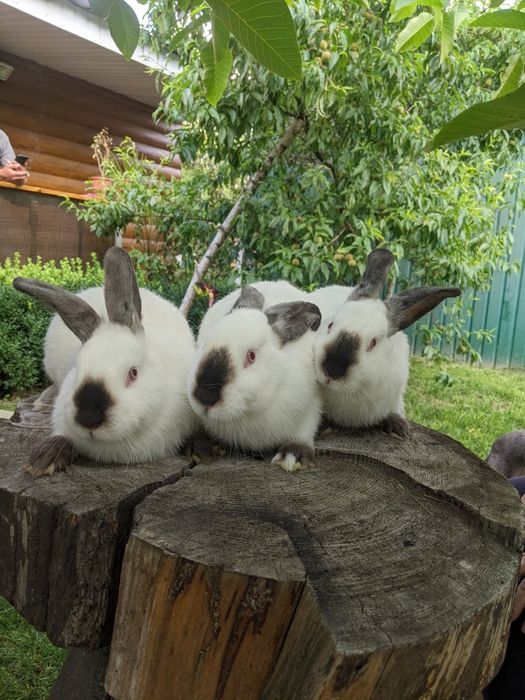 Кролики Каліфорнійські