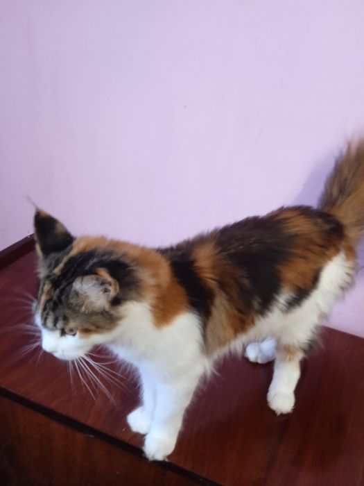 Прекрасна трьох колірна мейн куночка