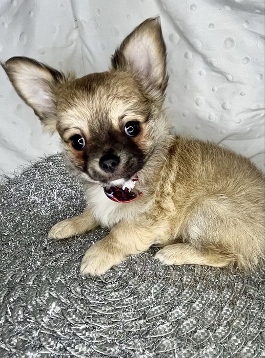 Chihuaua gotowy do odbioru