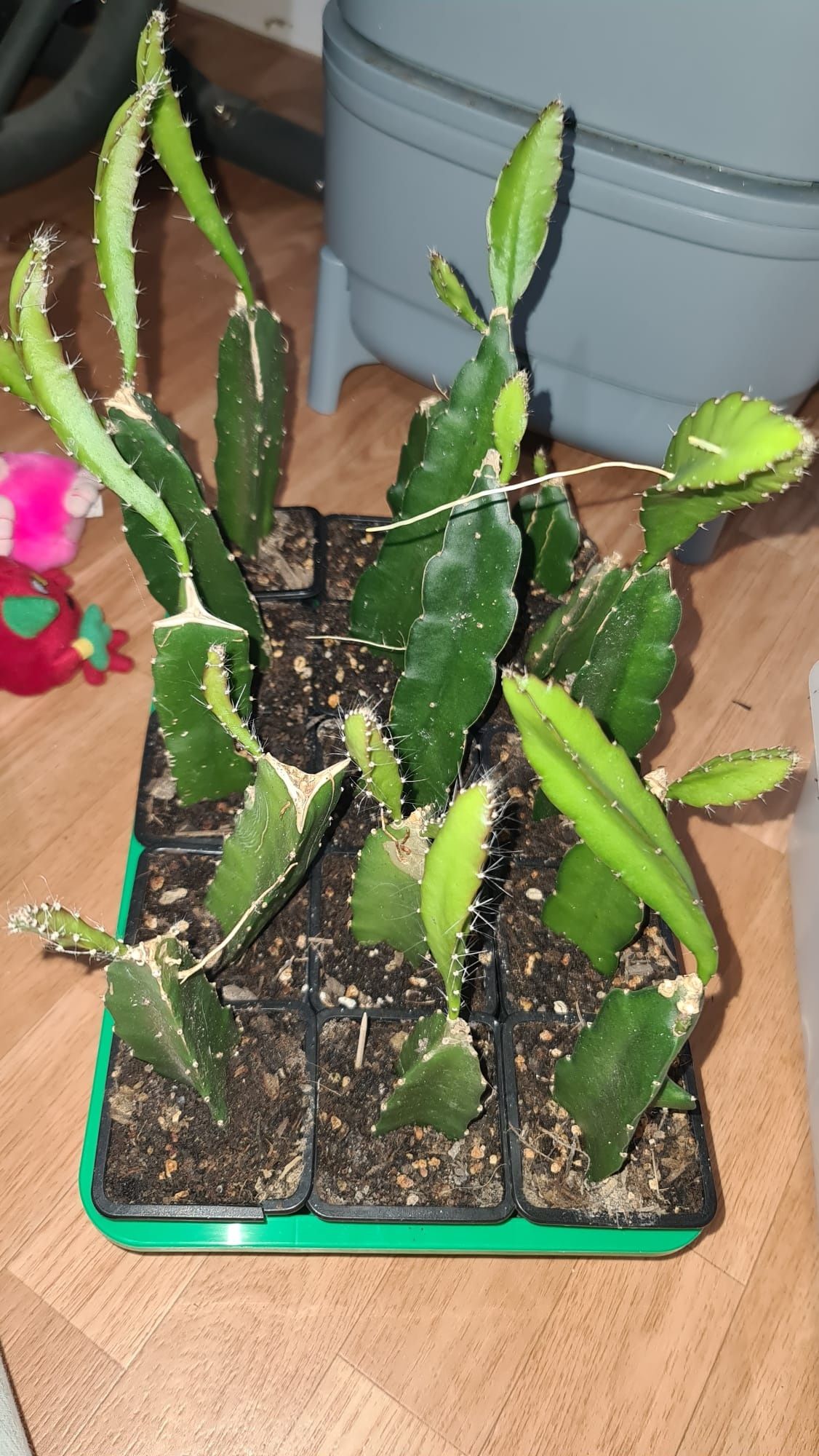 Galho de planta pitaya (dragonfruit) do Brasil