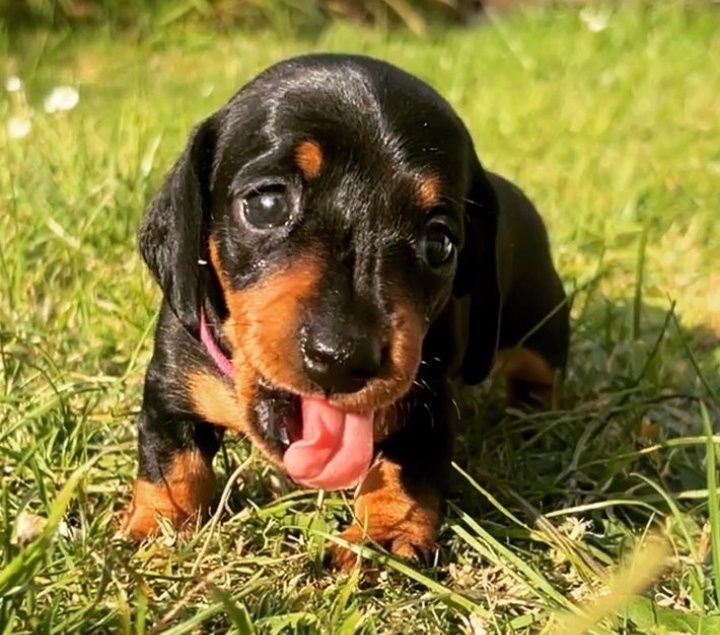 Чорні таксята з рудим підпалом .