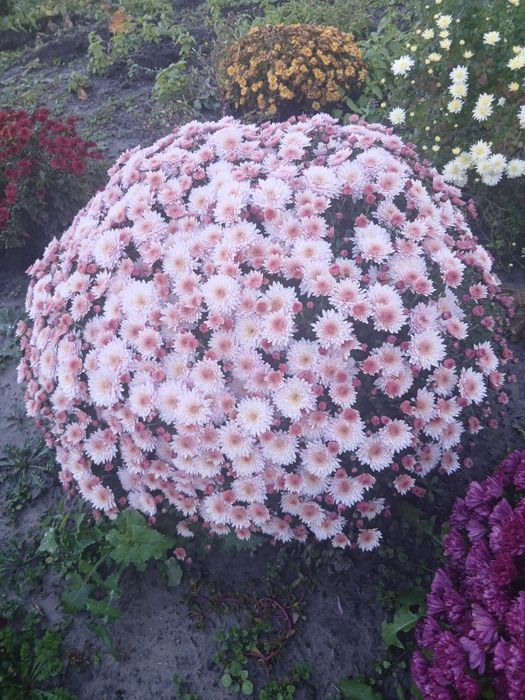 Хризантема мультифлора