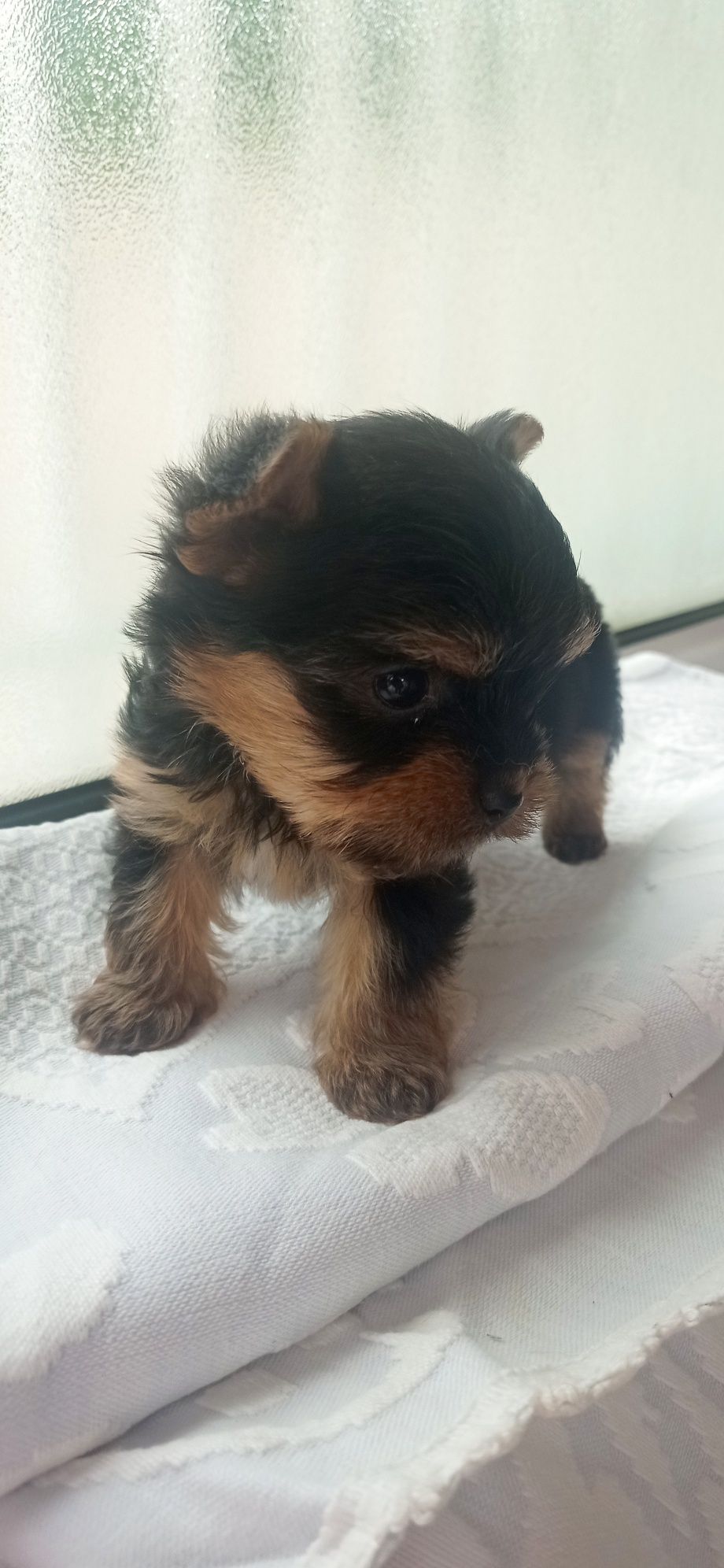 Yorkshire  Terrier macho