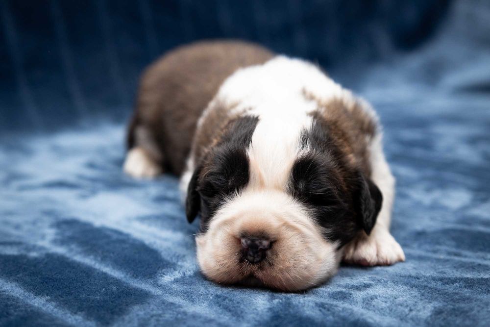 Bernardyn długowłosy - piesek ZKwP FCI