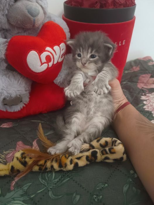 *Malibu*Maine Coon Zapraszamy do rezerwacji Rodowód Chip