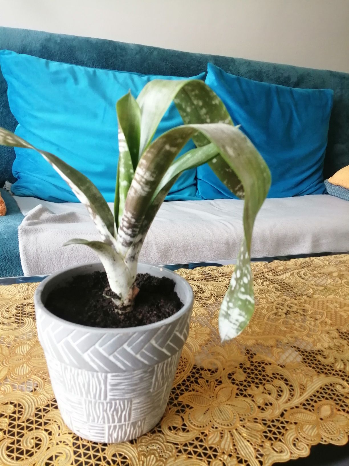 Echmea fasciata XL