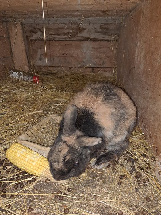 Oddam królika za darmo