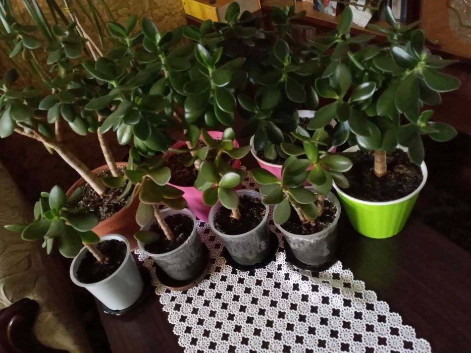 Комнатные растения Крассула \денежное дерево.