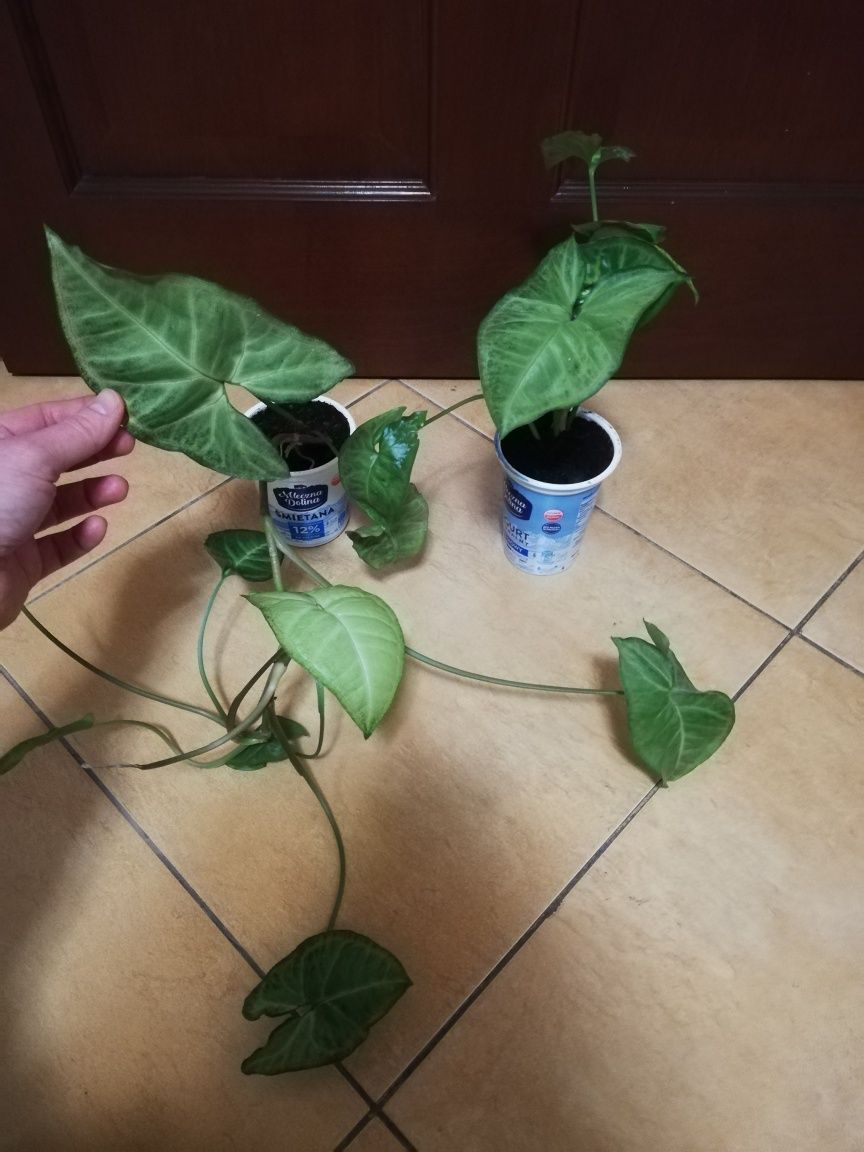 Syngonium zroślicha sadzonka ukorzeniona duża dorodna pnącze