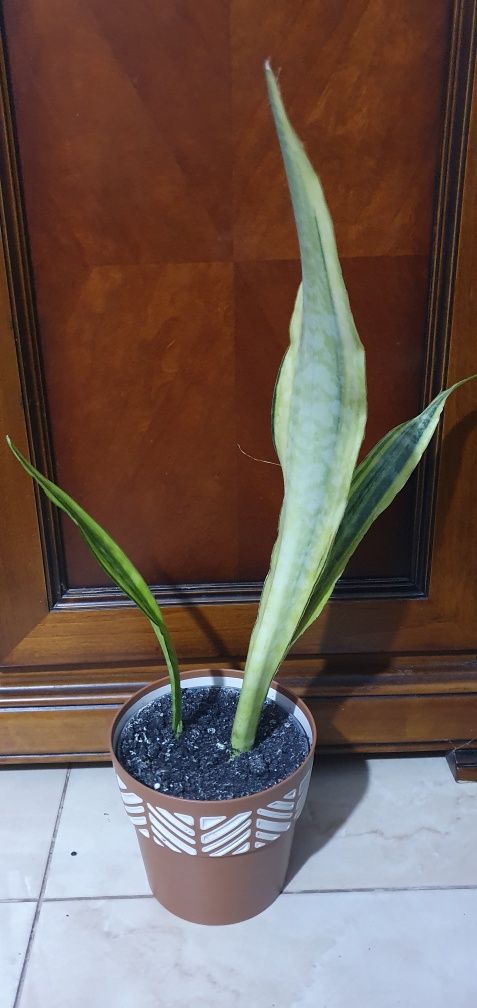 Продам сансевієрію Лорен Sansevieria Aubrytniana Lauren