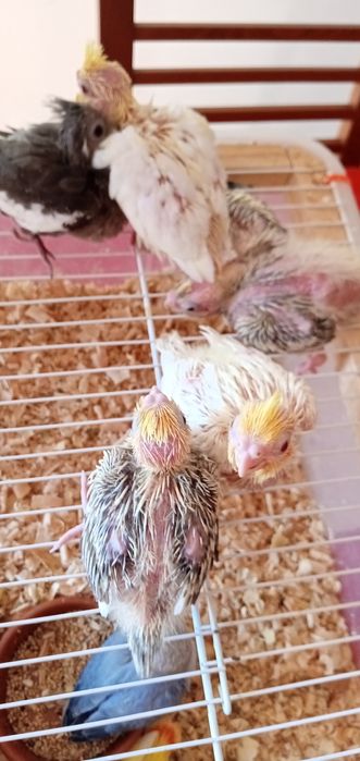 Cedem se agapornis e caturras