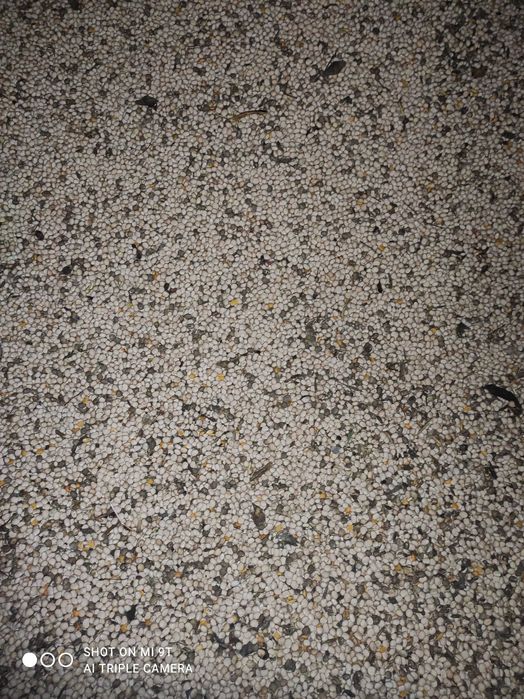 Łubin słodki poplon pasza