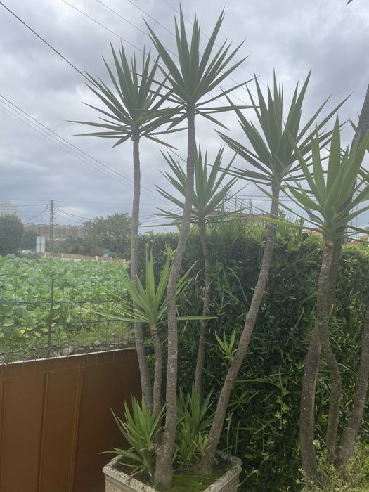 Planta Yuca para venda