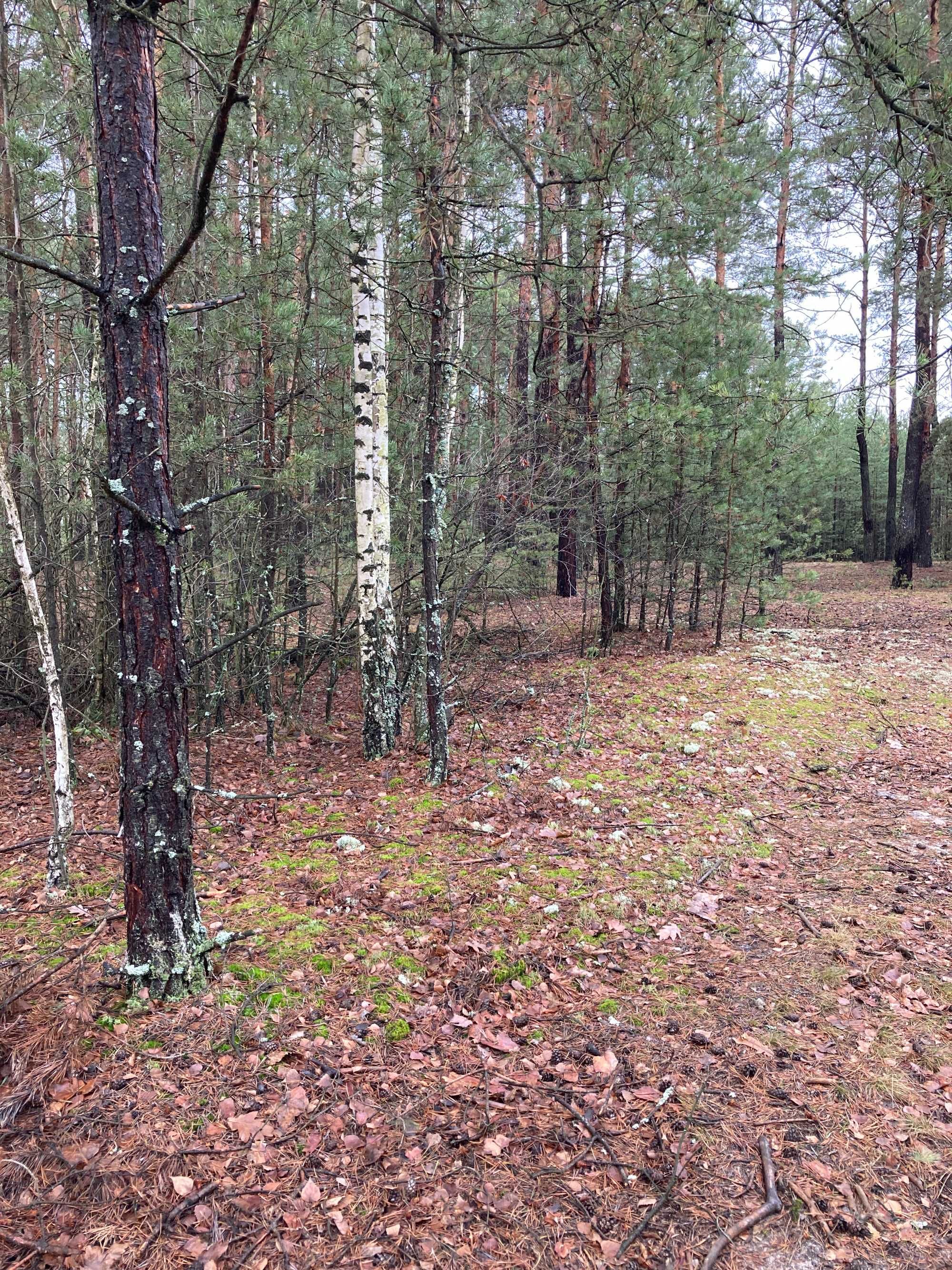 Działka leśna, Karolinów, Zalew Sulejowski