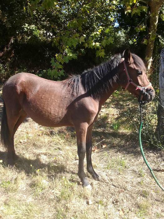 Venda um cavalo novo