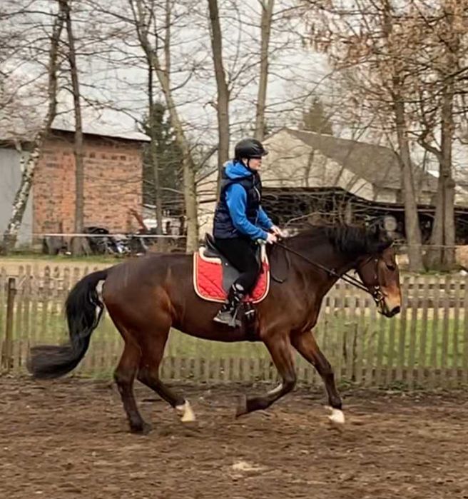 klacz do sportu rekreacji