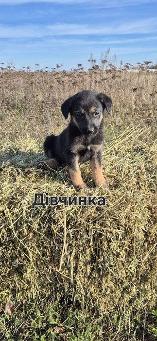 Маленькі собачки