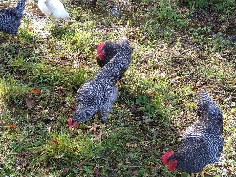 Galinhas RAÇA Autóctone Portuguesa