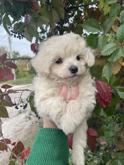 Щенки Мальтипу мальчики и девочки