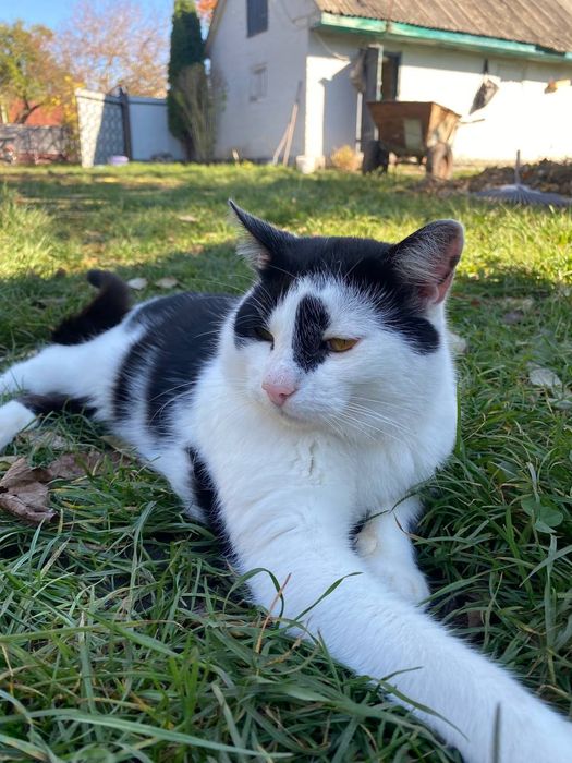 Котик Чіп шукає дім