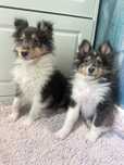 Owczarek szerlandzki sheltie tricolor pieski