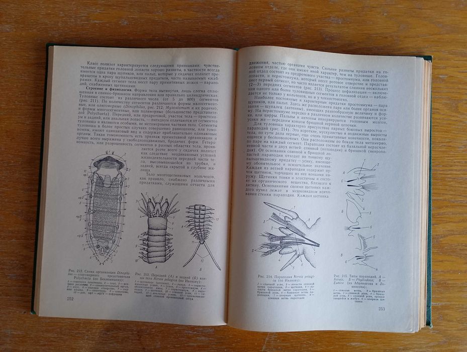 Зоология беспозвоночных Догель В.А. (Зоологія безхребетних)
