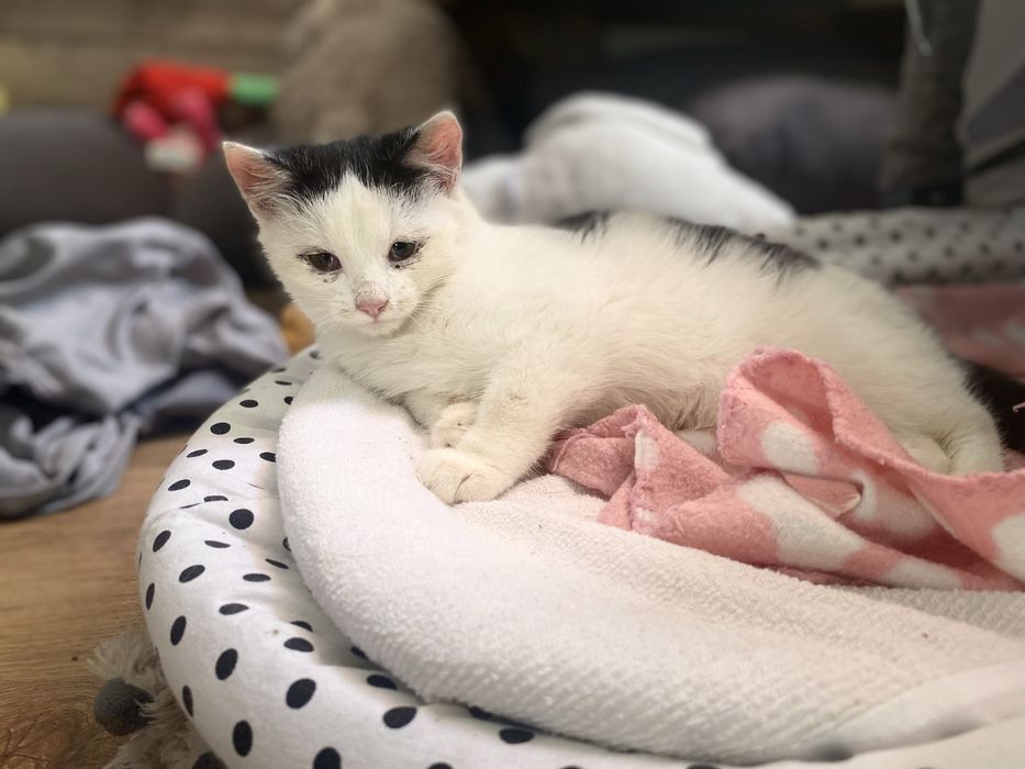 Rodzeństwo kociąt do adopcji