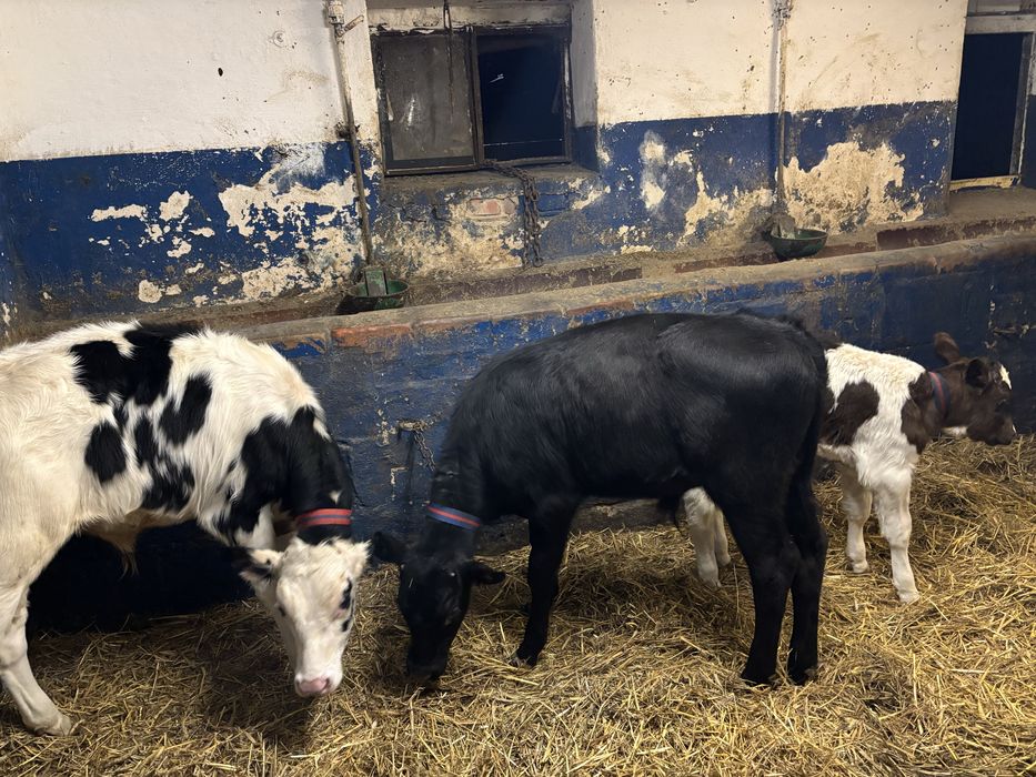 Sprzedam cielaki byczki