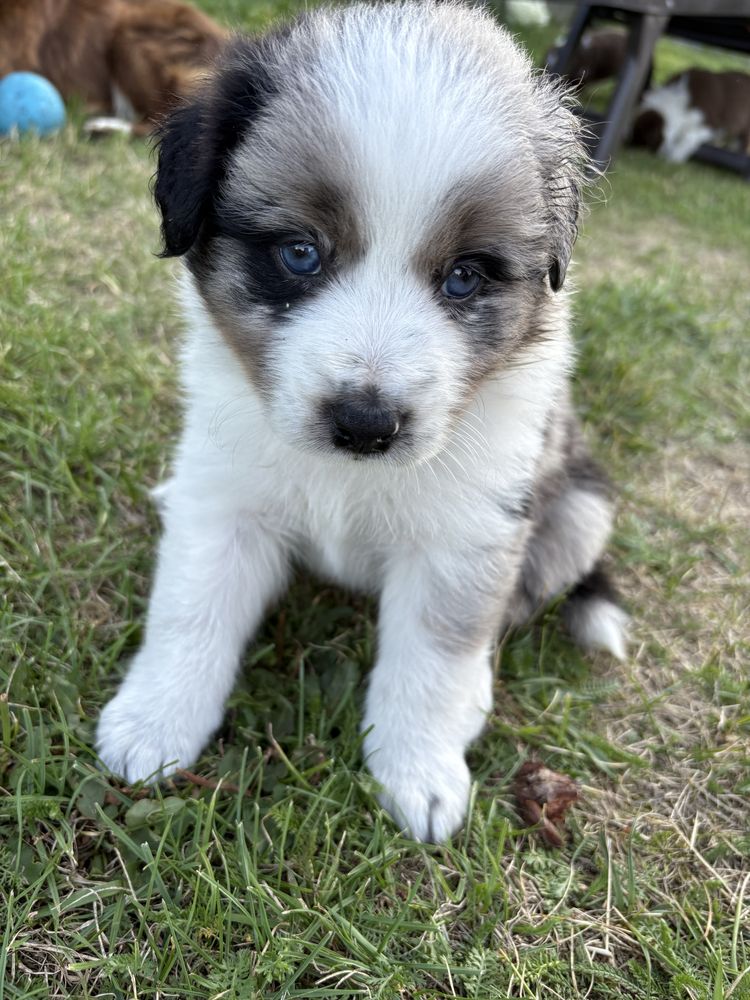 Border Collie Blue Merle suczka