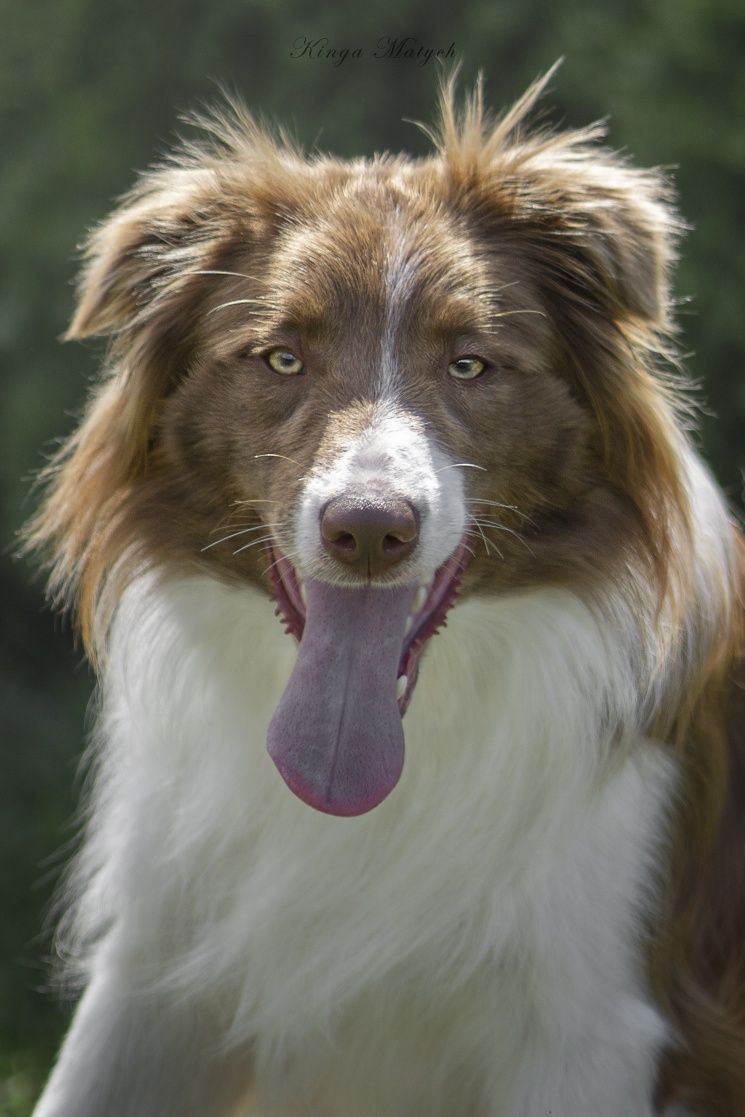Samczyk Border Collie brązowo-biały nr 4/genetyka/RTG/wyprawka