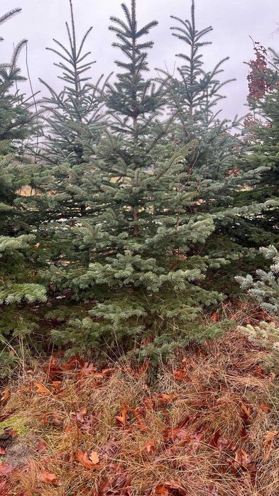 Choinki z plantacji - Świerki Walendów