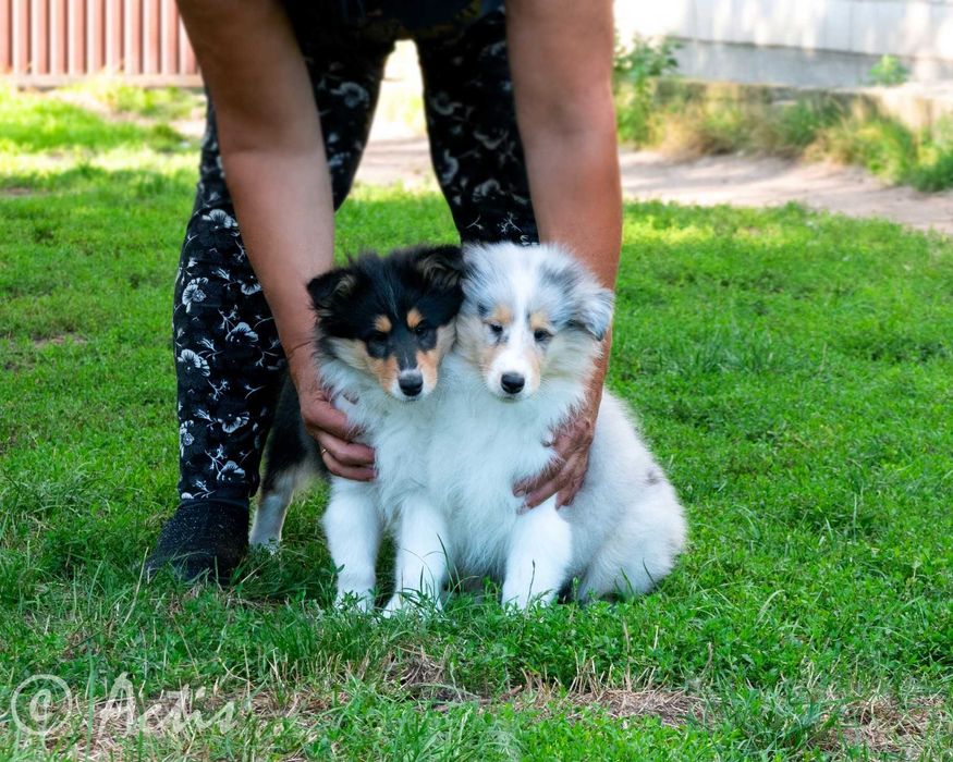 COLLIE Owczarek Szkocki długowłosy szczeniak rodowodem po Championach