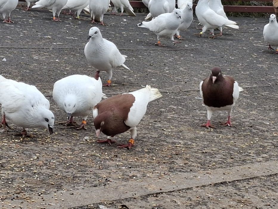 Lot Gołębi! Jasne bez kuprów.