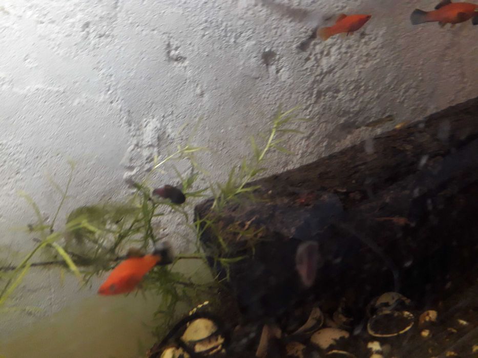 ESPADAS Laranjas lindos