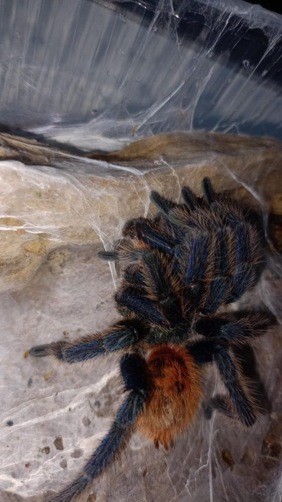 Dorosły samiec chromatopelma cyaneocubescens