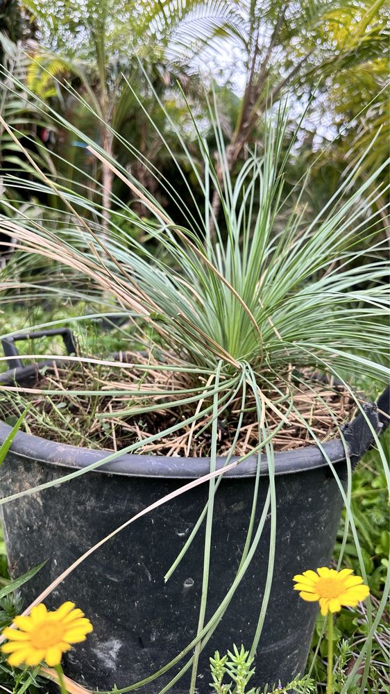 Xanthorrhoea glauca