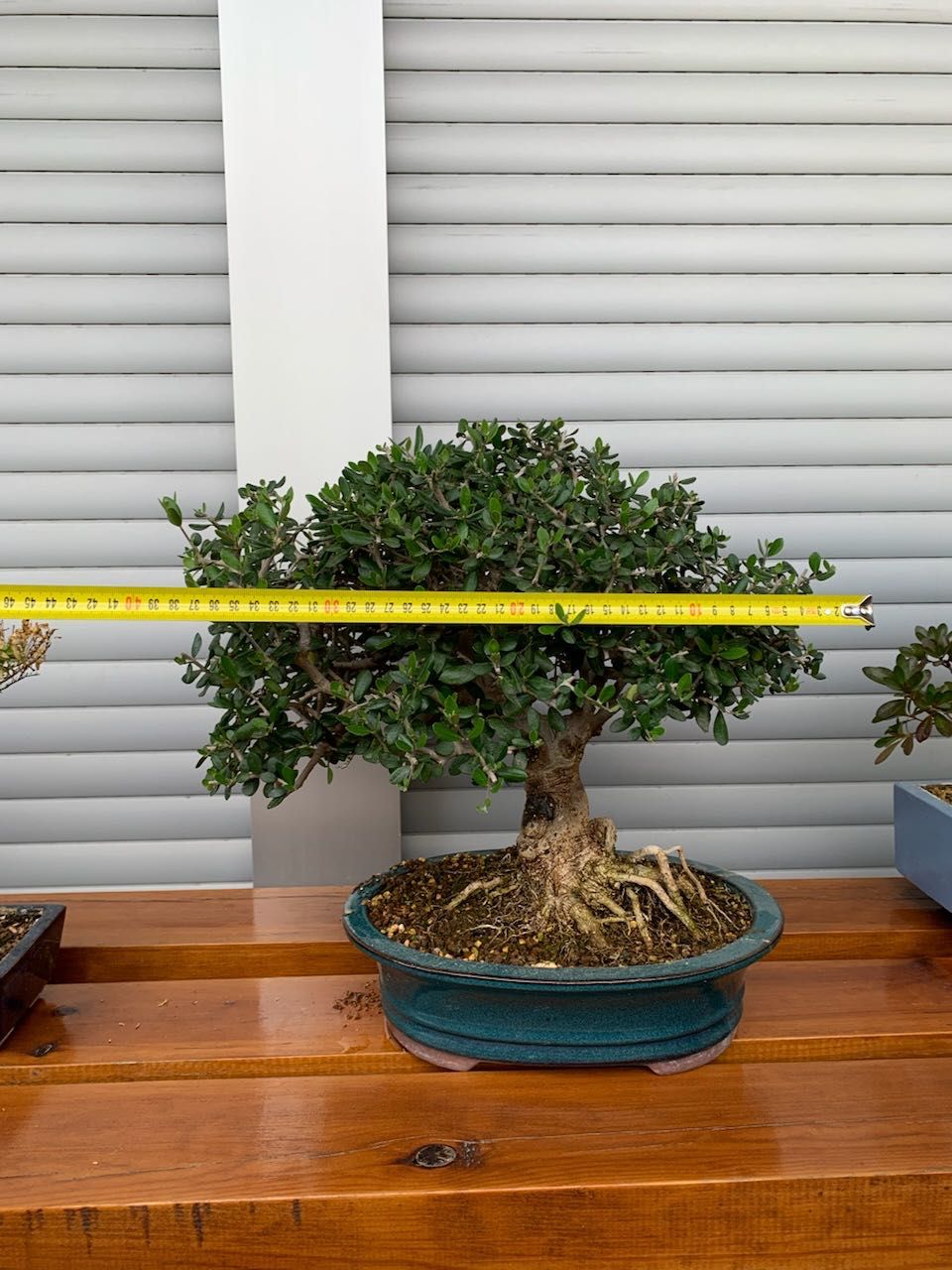 Bonsai Oliveira Silvestre