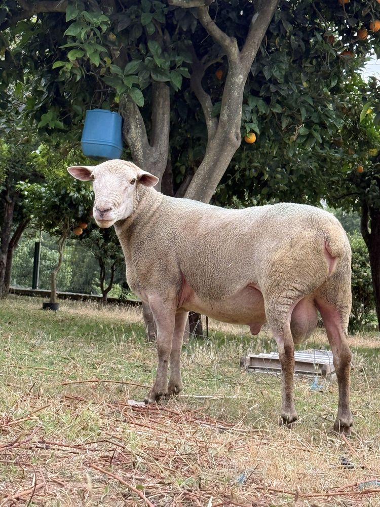 Carneiro com 3 anos