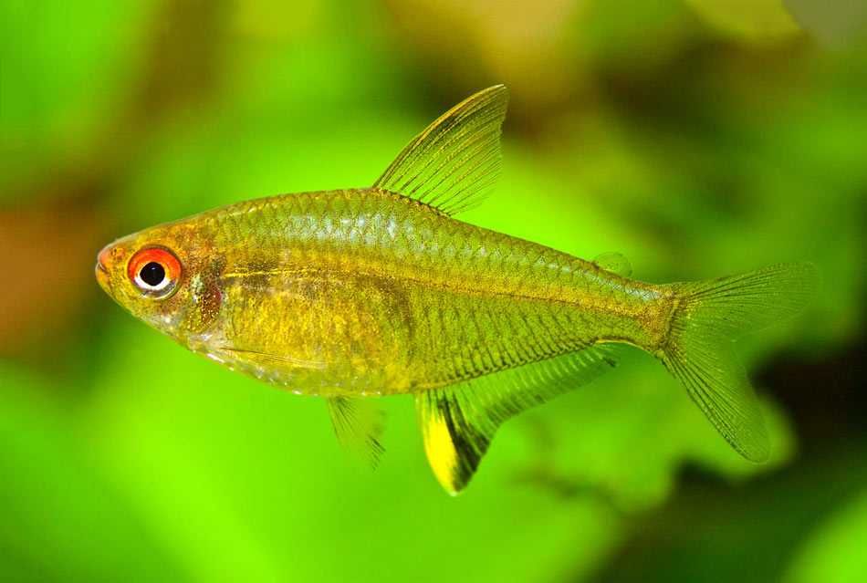 GB Bystrzyk Cytrynowy - dowóz ryb!