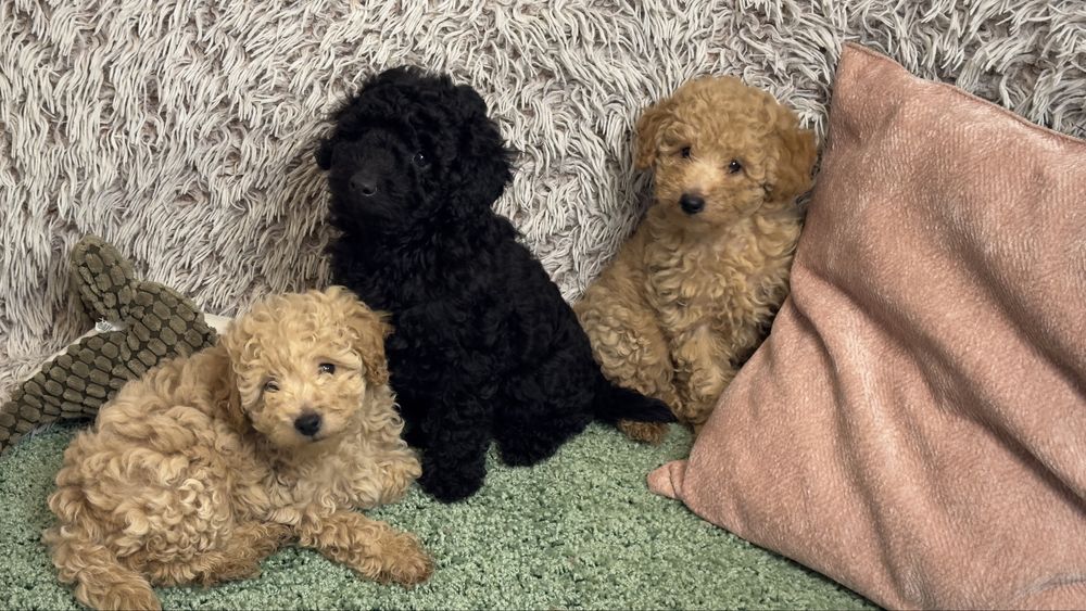 Карликові пуделя