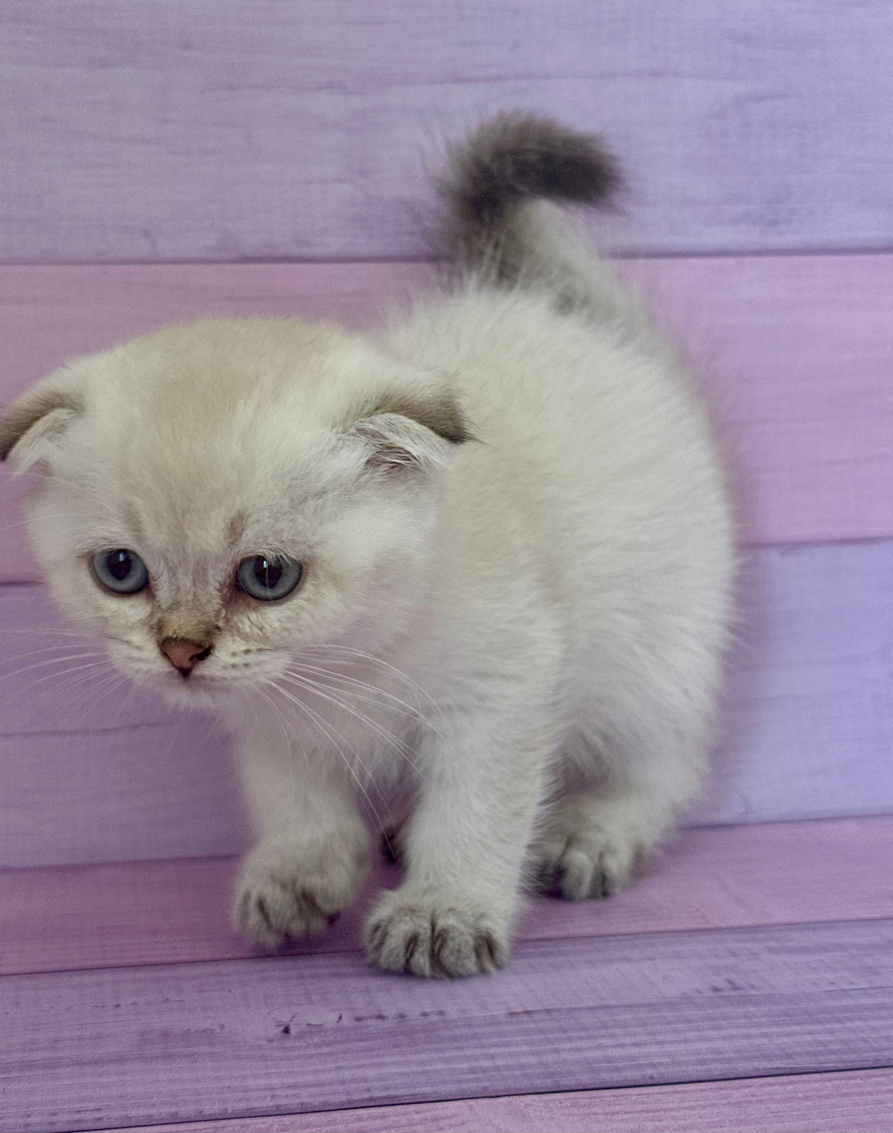 Scottish Fold macho