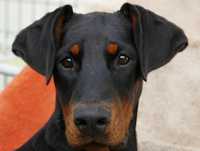 Única e Rara Dobermann fêmea com 4 meses.