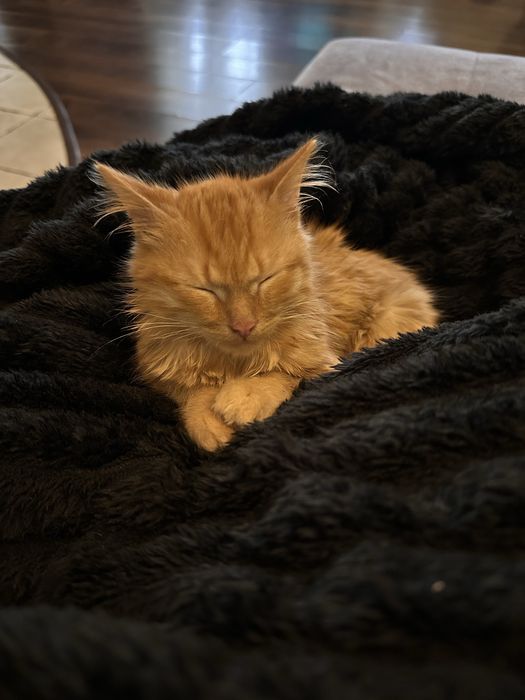 Віддамо кошеня в добрі руки.врятували з вулиці.хлопчик