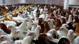 KURY z jajkiem prosto od hodowcy ROSA 1 kolorowe. Astra Messa Lekhorn