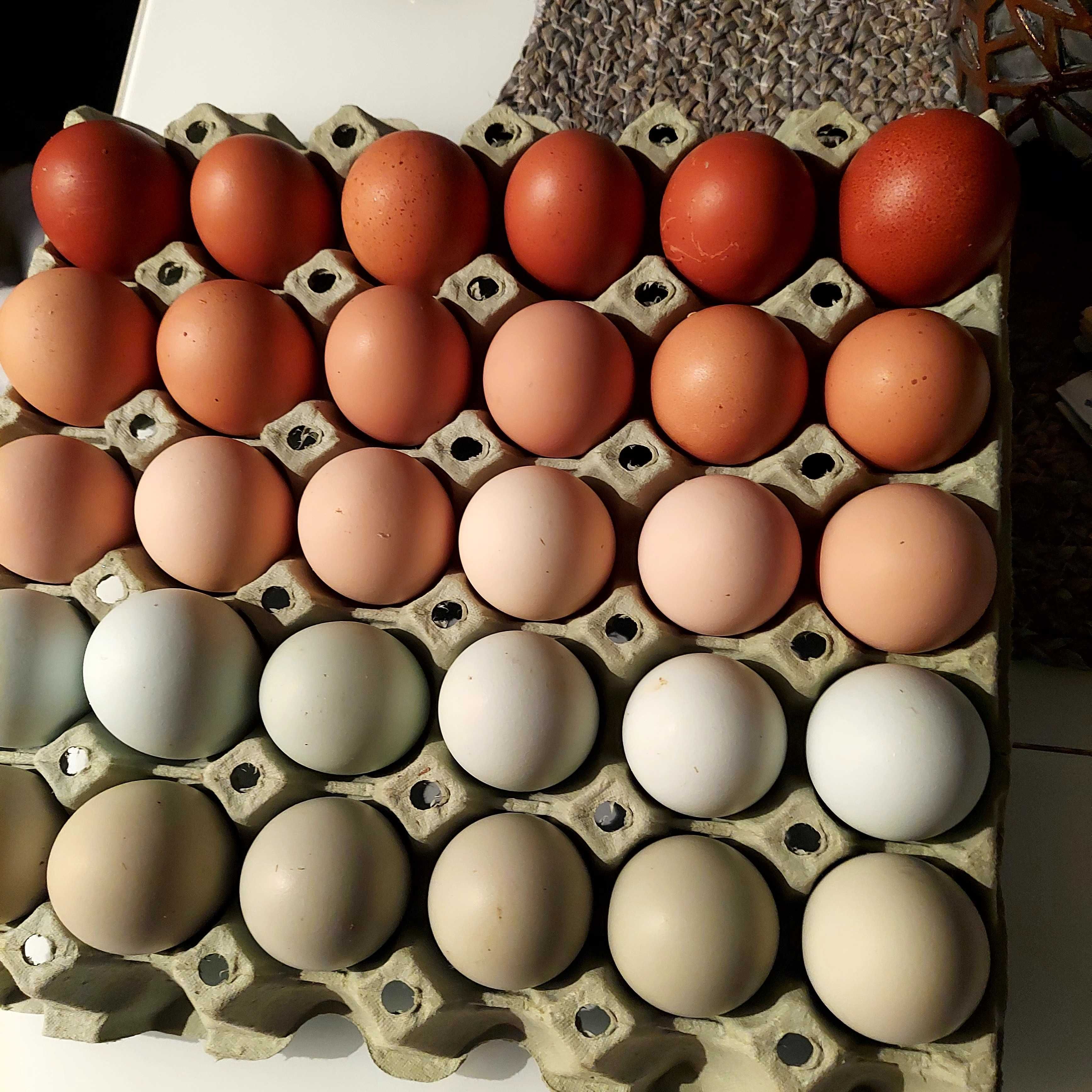 Jaja lęgowe kur mix ras Araucany,Zielononóżki,  Rosa, Czubatka, Marans