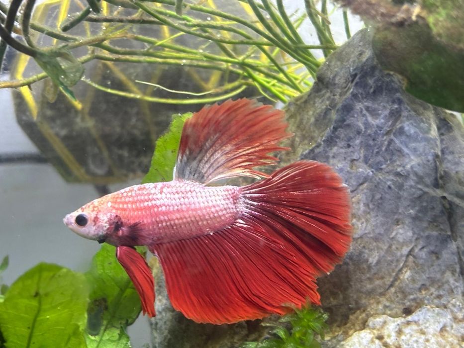 Bojownik samiec zamienie