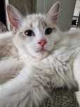 Kotka Ragdoll blue bicolor lynx