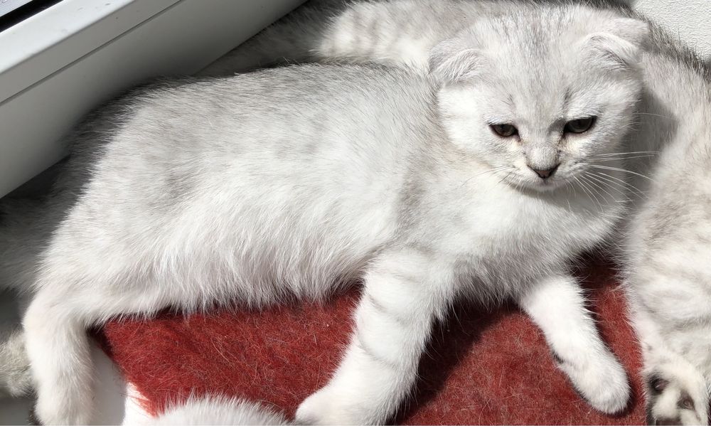 Вислоухий шотландский котенок , мальчик, серебристая шиншила