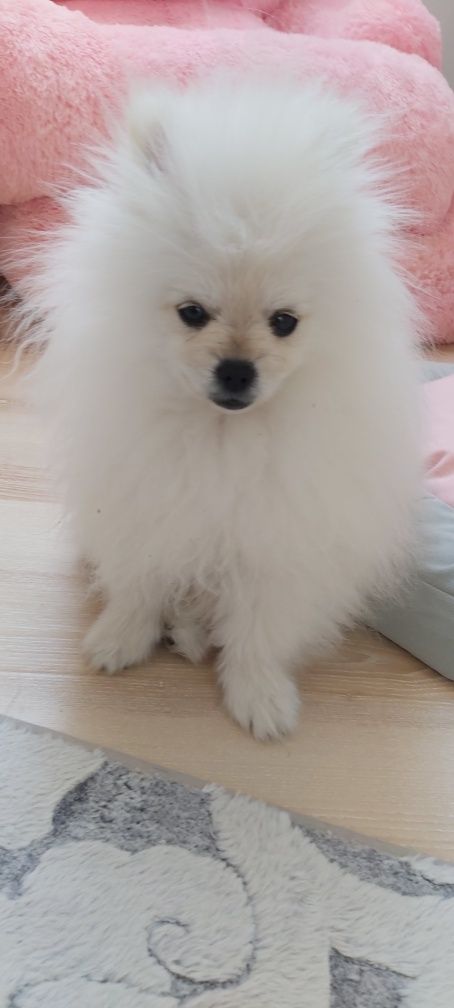 Mini Szpic miniaturowy Pomeranian FCI Chłopak