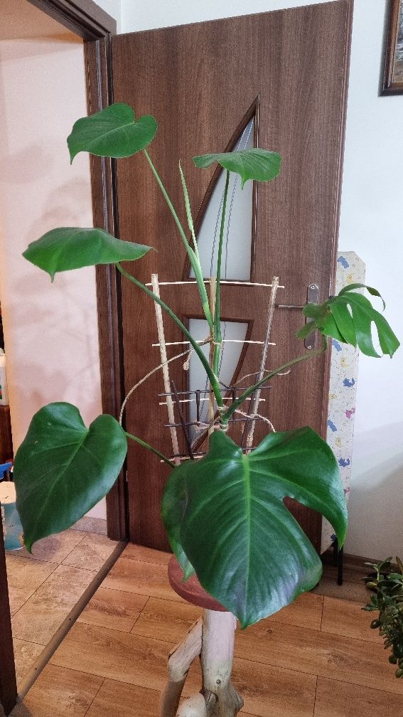 Monstera deliciosa dziurawa